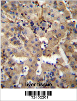 SGPL1 Antibody (N-term)