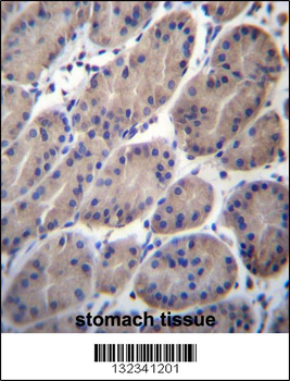 CTTNBP2NL Antibody (N-term)
