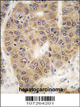 SUMO4 Antibody (V55 Mutant)