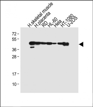 MyoD1 Antibody (Center)
