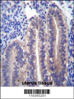 ANGPTL7 Antibody (C-term)