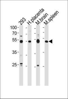 HINFP Antibody (Center)