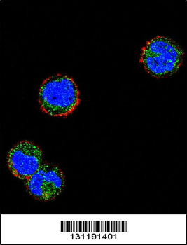KLRC1 Antibody (N-term)