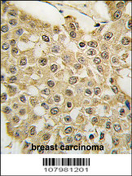 MDM2 Antibody (S166)