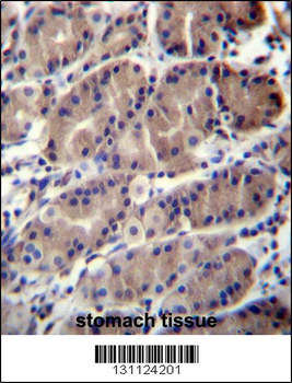 RNF5 Antibody (Center)