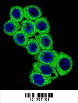 DLL3 Antibody (C-term)