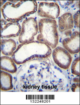 COX6B1 Antibody (C-term)