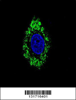 DVL1 Antibody (Center)
