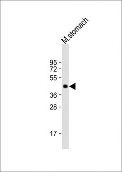 MBOAT4 Antibody (Center)