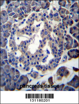 MBOAT4 Antibody (Center)