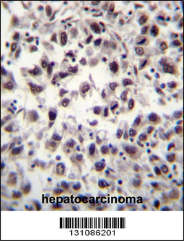 SFRS7 Antibody (N-term)