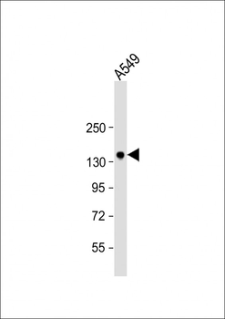 PRSS7 Antibody (C-term E979)