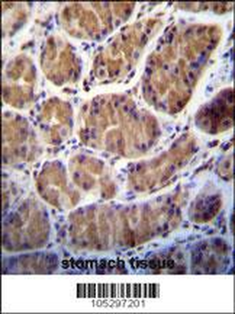 PRSS7 Antibody (C-term E979)