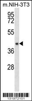 NUDT9 Antibody (C-term)