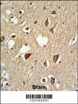 SUMO1 Antibody