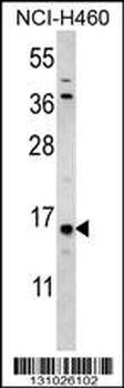 HIST3H3 Antibody (Center)