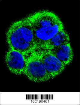 PCYT1A Antibody (N-term)