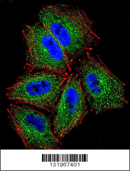 PCDHAC2 Antibody (Center)