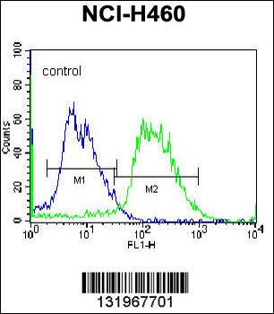 PCDHAC2 Antibody (Center)