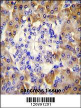 PRDX4 Antibody (Center)