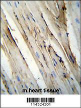 FUT4 Antibody (C-term)