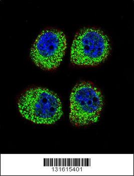 ARRB1 Antibody (C-term)
