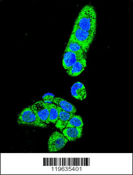 FAH Antibody (N-term)