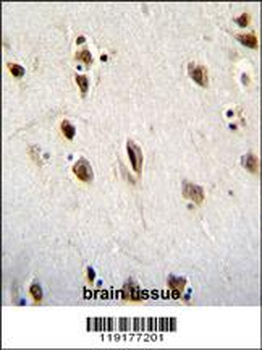 MSI1 Antibody (N-term)