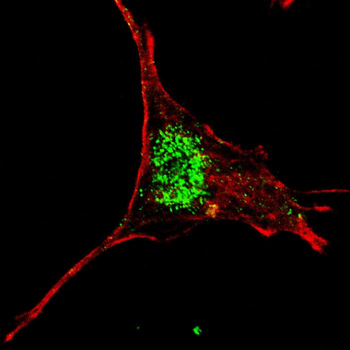 KLF4 Antibody (C-term)