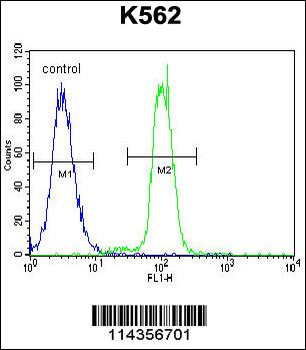 KLF4 Antibody (C-term)
