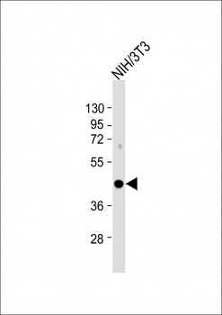 IRF9 Antibody (N-term)