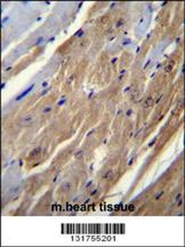 FGF16 Antibody (N-term)