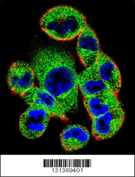 SOCS4 Antibody (Center)