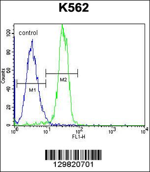 STARD6 Antibody (C-term)