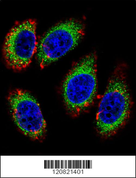 KHSRP Antibody (Center)