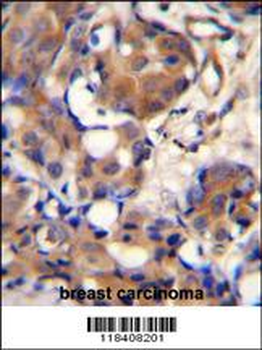 KNG1 Antibody (N-term)