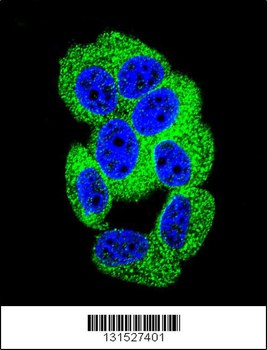 PCDH20 Antibody (Center)