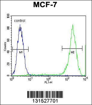 PCDH20 Antibody (Center)