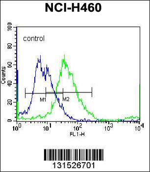 TUBB8B Antibody (C-term)