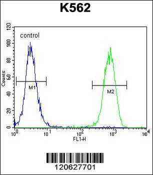 ISWI Antibody (C-term)