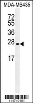LIN28 Antibody