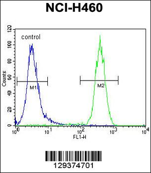 CCDC63 Antibody (C-term)