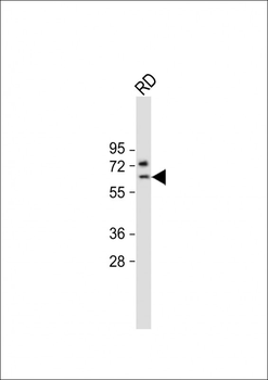 SMTNL1 Antibody (Center)