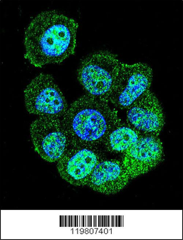 RACGAP1 Antibody (N-term)