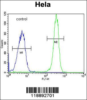 COL4A2 Antibody (N-term)