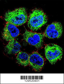 GTF2H2C Antibody (C-term)