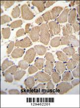 GAS2L2 Antibody (C-term)