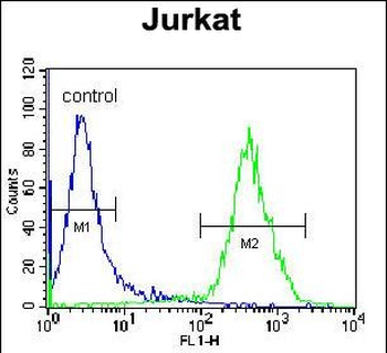 VSTM2B Antibody (N-term)