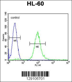 METTL10 Antibody (N-term)
