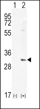 HMOX1 Antibody (Center)
